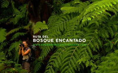 Ruta del Bosque Encantado | adondevamoshoy