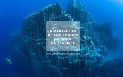 8 maravillas de los fondos marinos de Tenerife