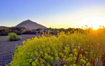 ¿que ver en Parque Nacional del Teide?